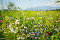 Foto van hulpvrager Diana in Naarden