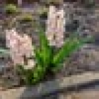 Foto van hulpvrager Jolanda in De Lier