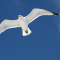 foto Begeleiding advertentie stichting autistron in Lelystad