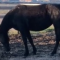 foto Begeleiding vacature Sietske in Lage Vuursche