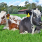 foto Zorgboerderij advertentie Zorgboerderij de Bijlmerweide in Wilnis