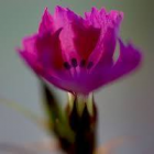 Foto van hulp Ilona in Amstenrade