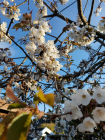 Foto van hulpvrager Linda in Heemstede