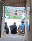 Foto van hulp Majola in Spankeren