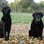 foto Boodschappen hulp vacature Carla in Glane