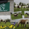 foto Zorgboerderij advertentie Paardenmelkerij / zorgboerderij