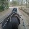 foto Zorgboerderij advertentie zonnepaard in Puiflijk