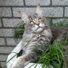 Foto van hulp Susan in Oud-Beijerland