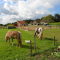 foto Dagbesteding advertentie Zorgboerderij De Leemberg in Wouwse Plantage